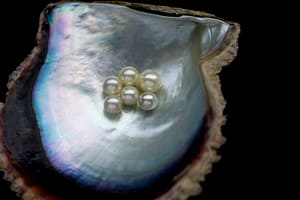 Japanese Akoya oyster and cultured pearls
